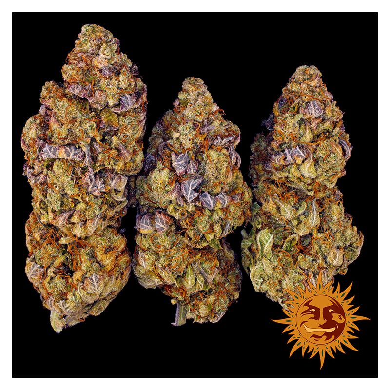 Mimosa EVO, Фасовка: 1, изображение 13